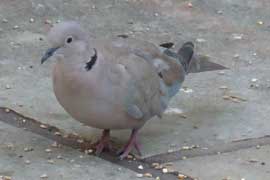 dove